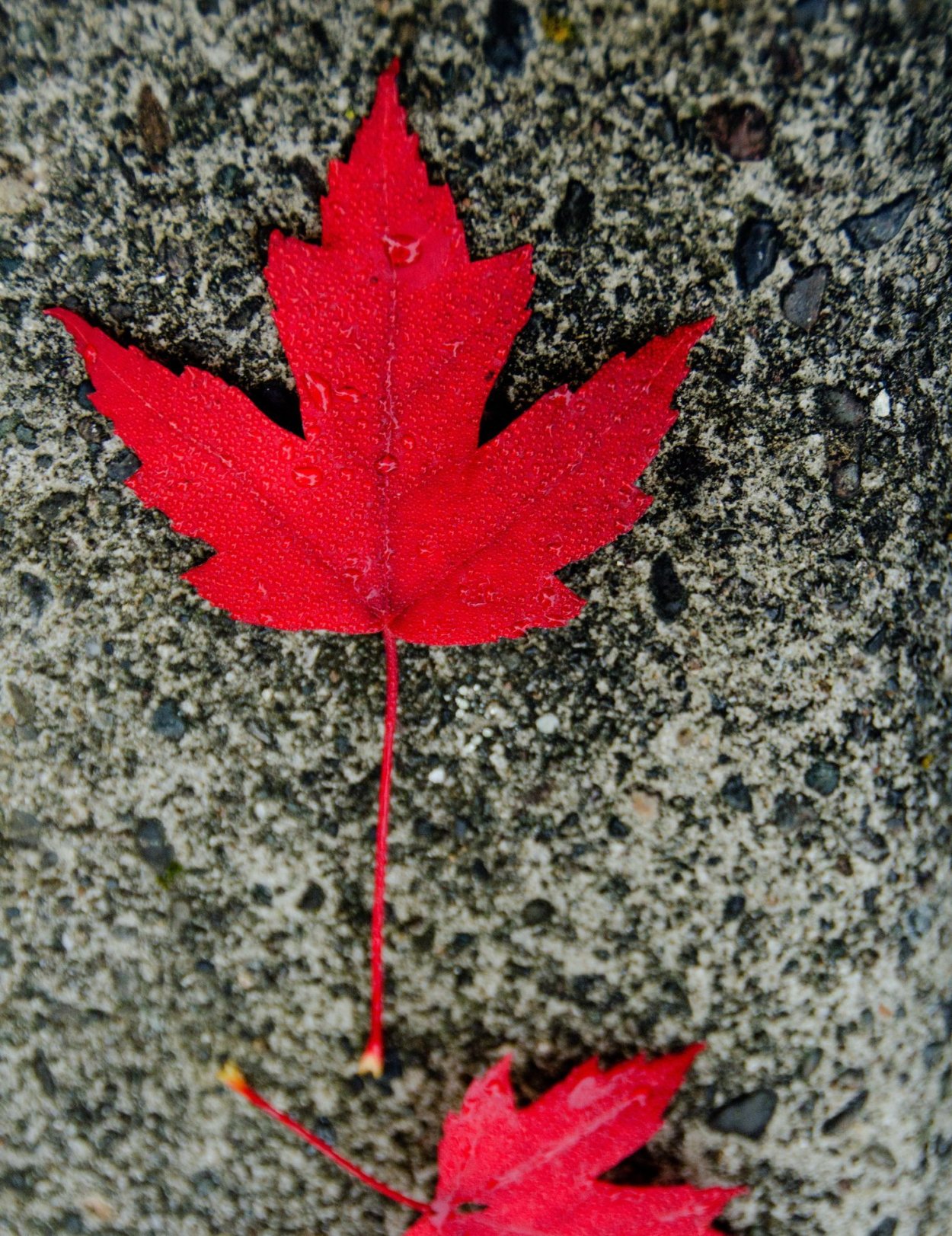 Кленовый листок Кадзухи