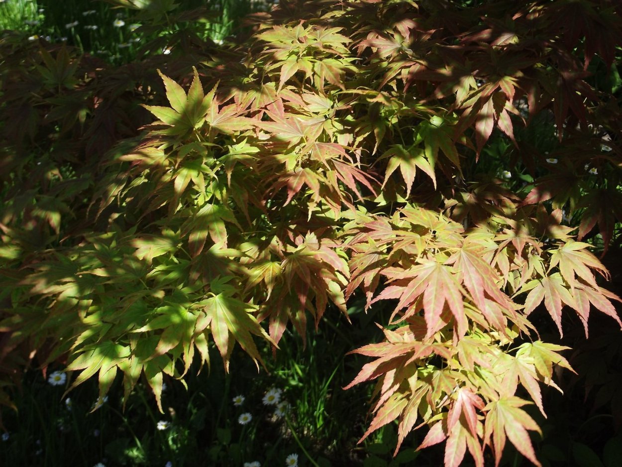 Азиатский клен