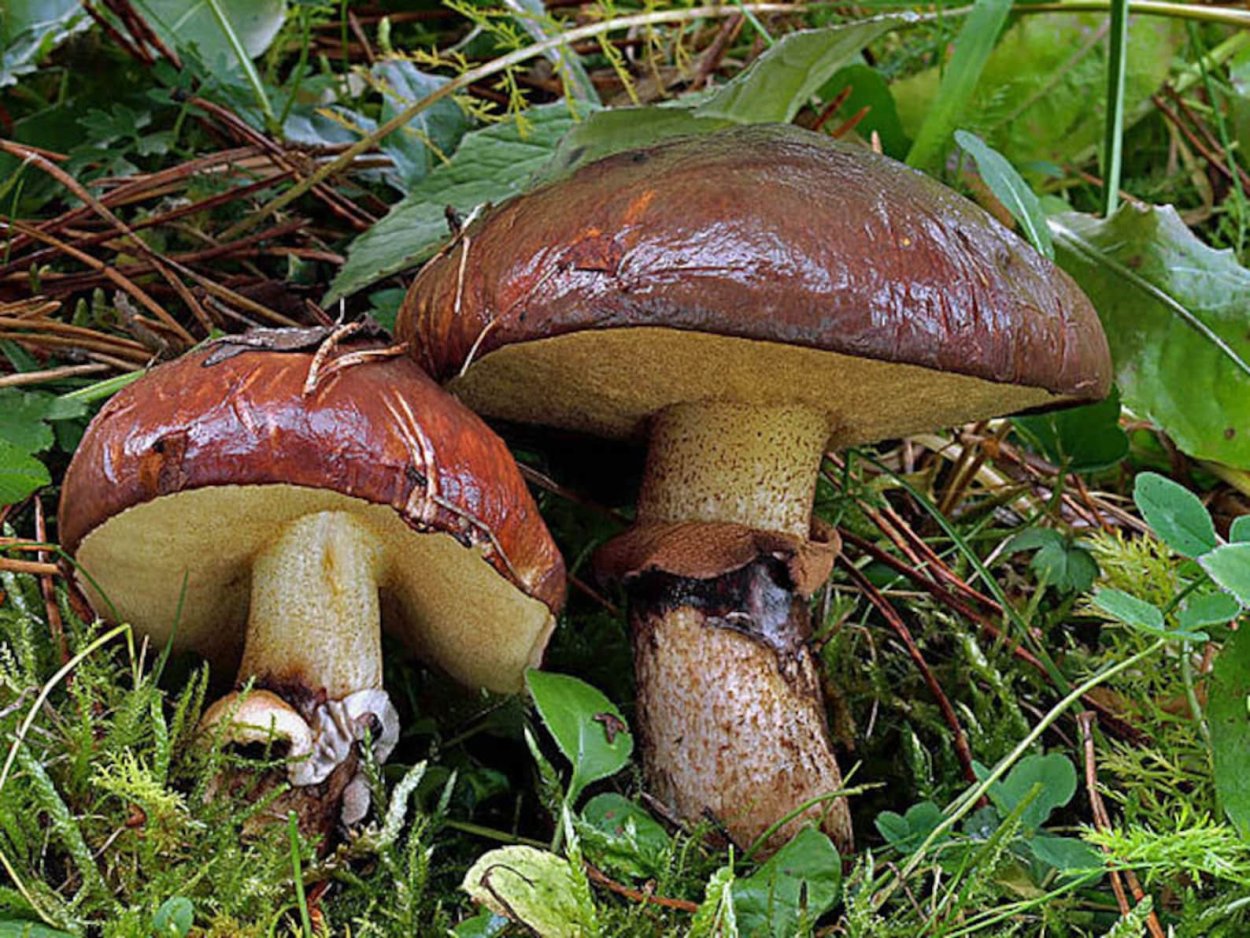 Масленок Suillus luteus