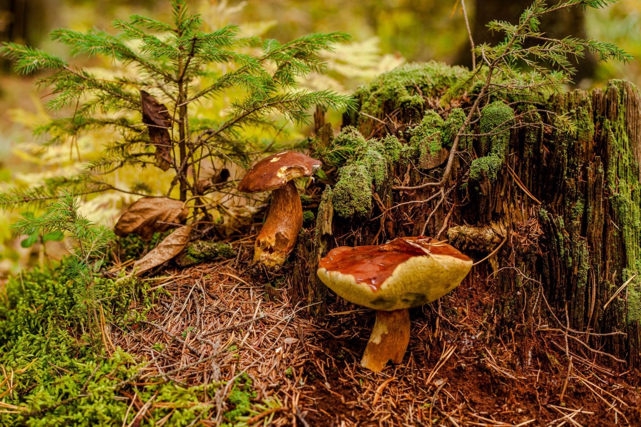 Широколиственный лес грибы