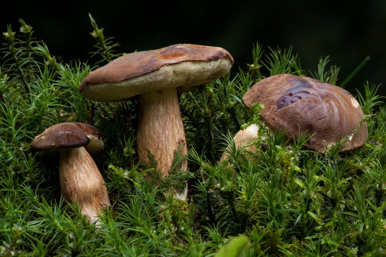 Boletus хвойный лес