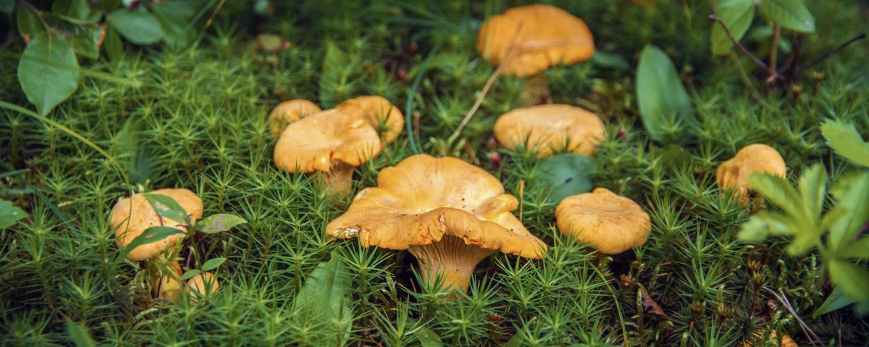 Грибное лето