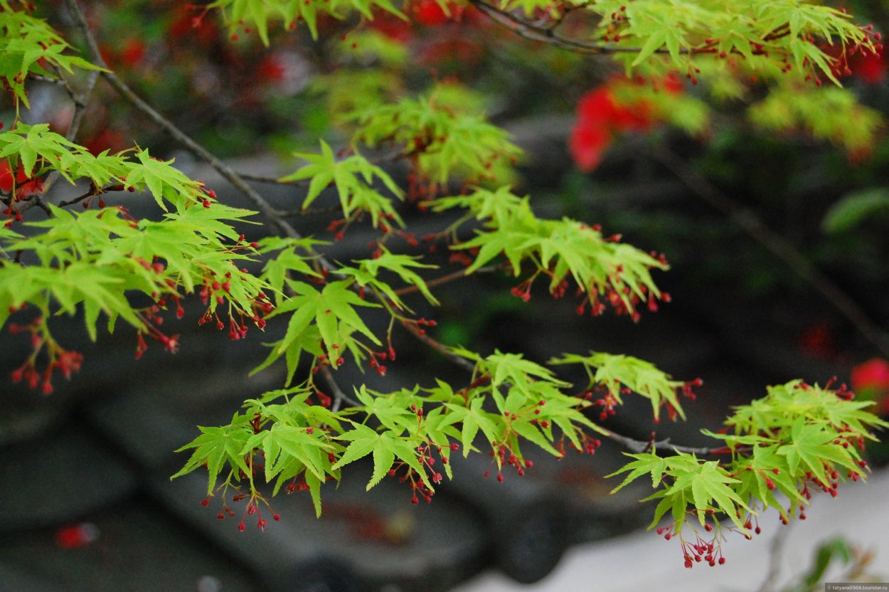 Клён японский