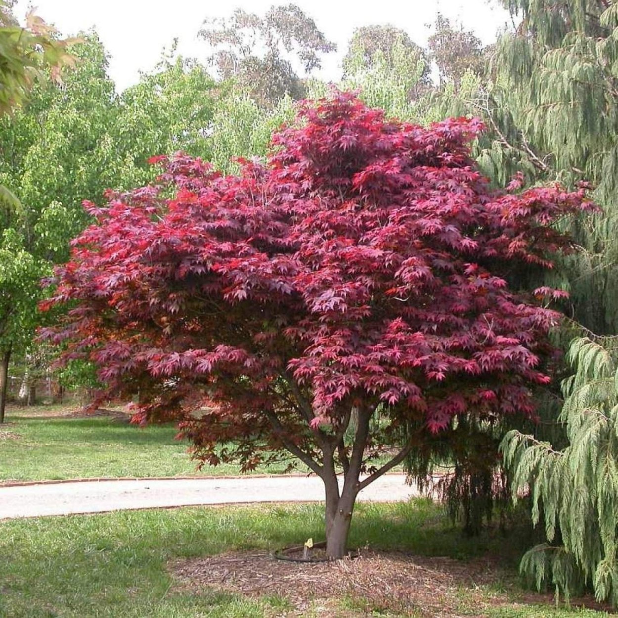 Клен веерный Атропурпуреум