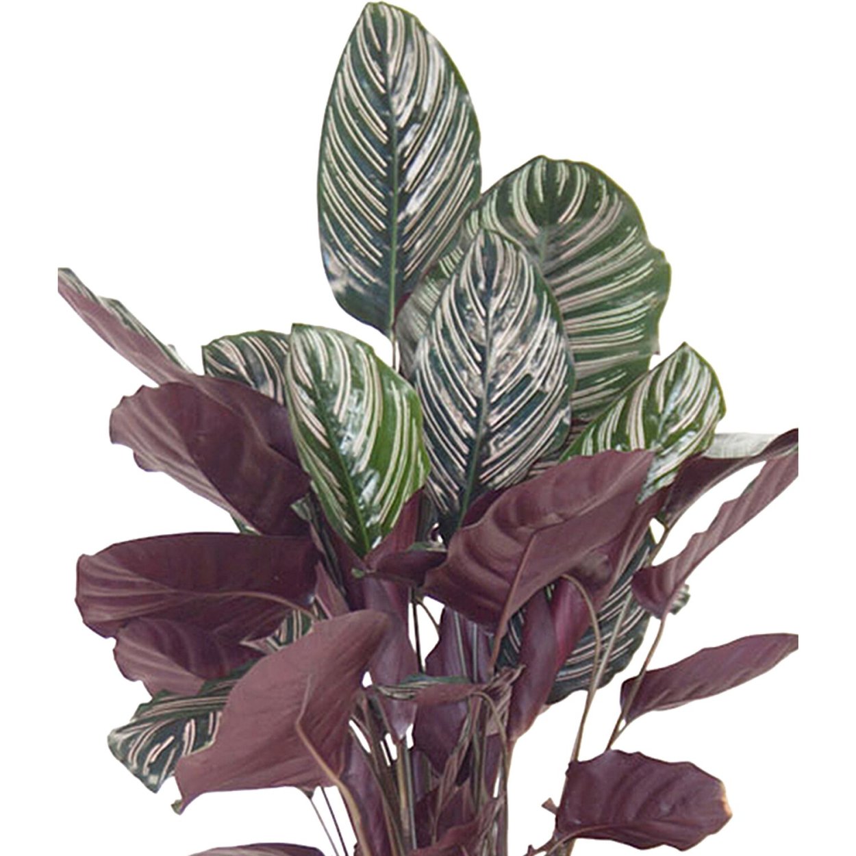 Калатея cандериана