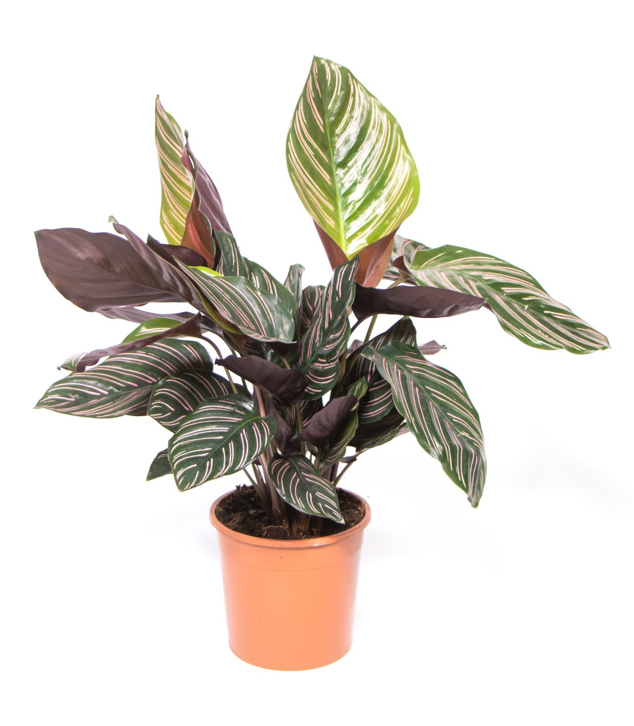 Калатея Ornata