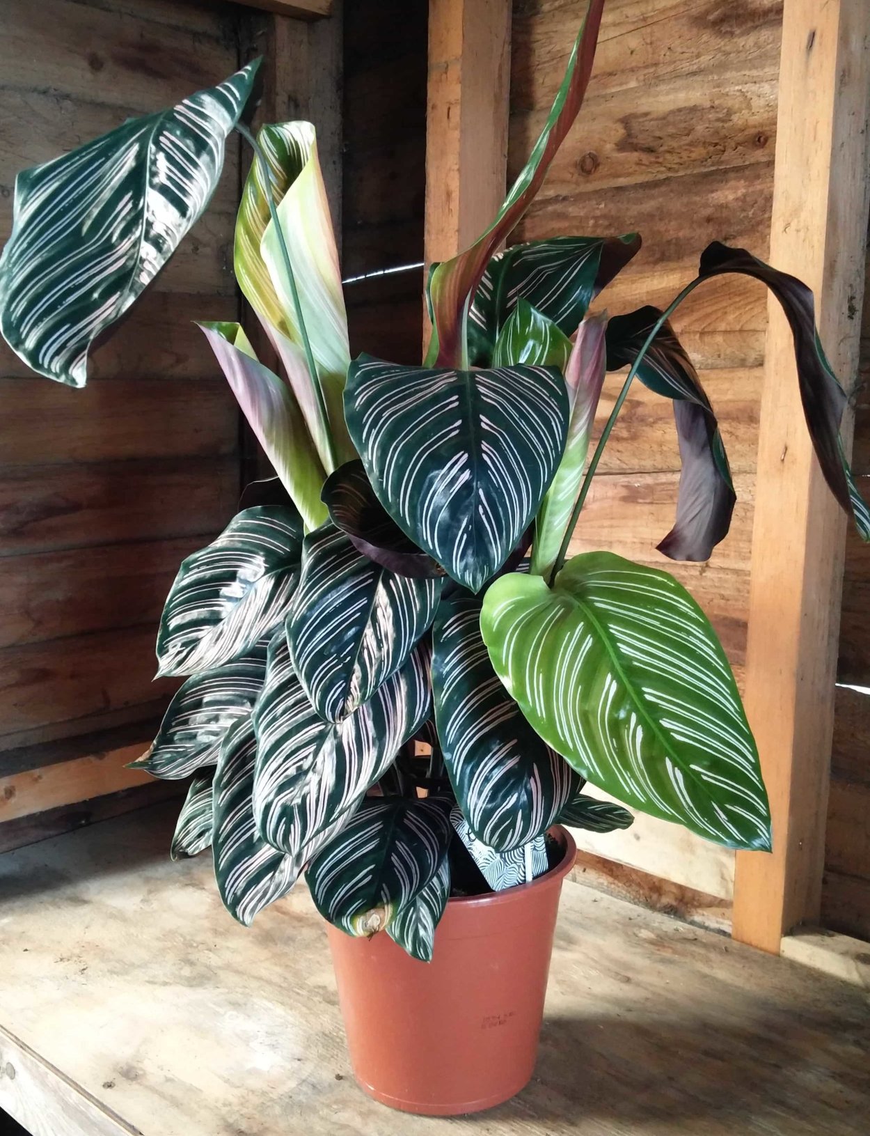 Калатея украшенная сандериана Росток