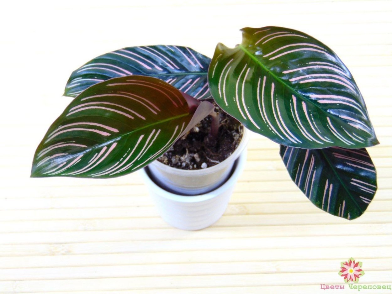 Калатея сандериана детка