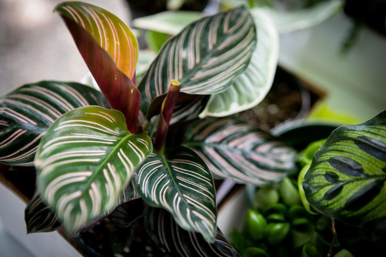 Калатея bachemiana