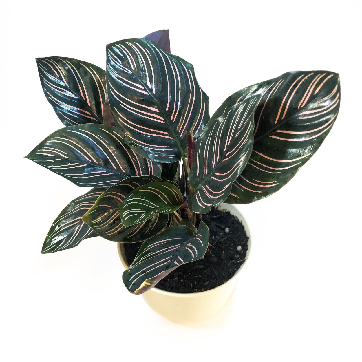 Калатея орната пинстрайп