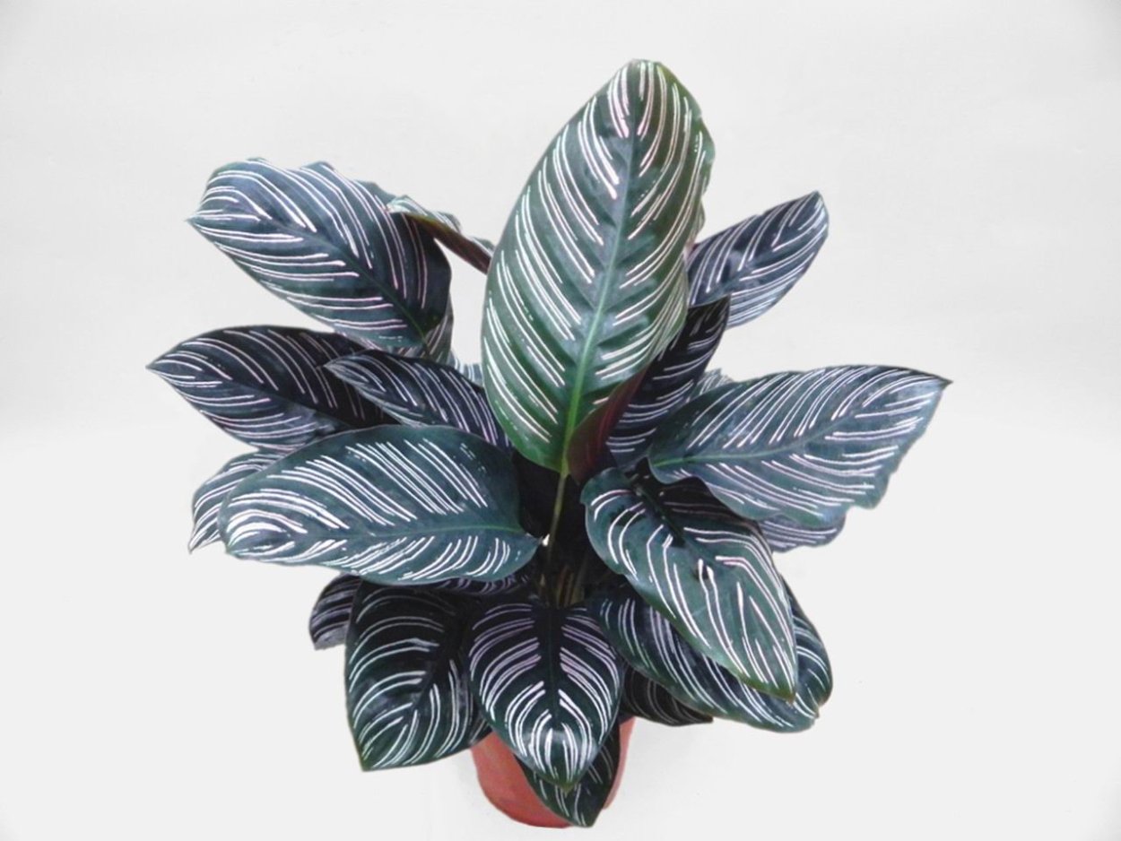 Калатея cандериана