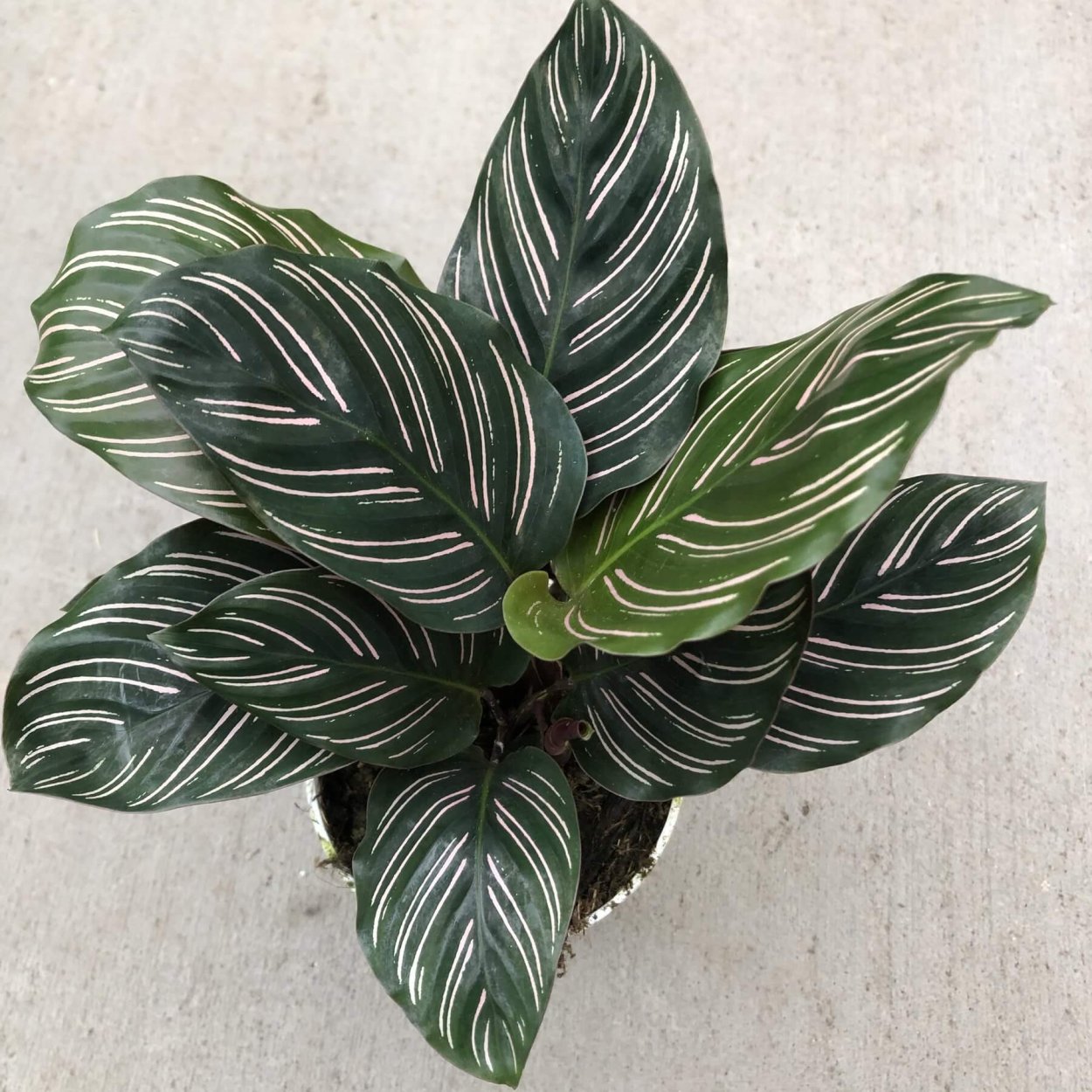 Калатея мозаика 150