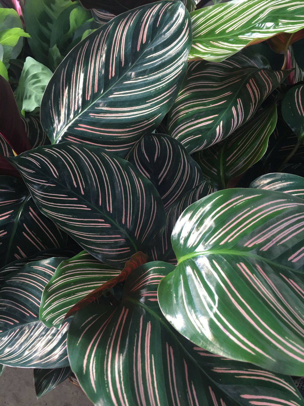 Калатея суперстар