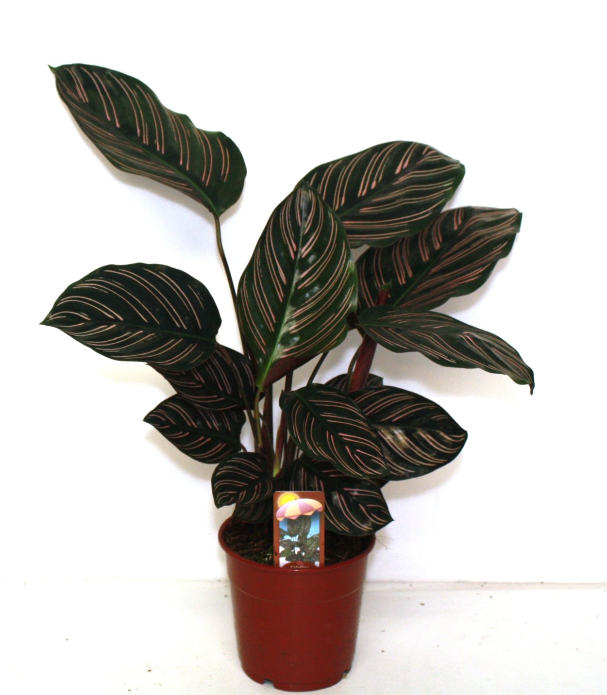 Обои на айфон цветок на черном фоне Калатея