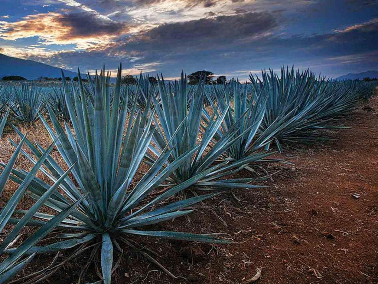 Текила (Халиско)