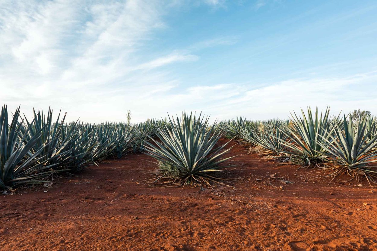Агава Эспадин