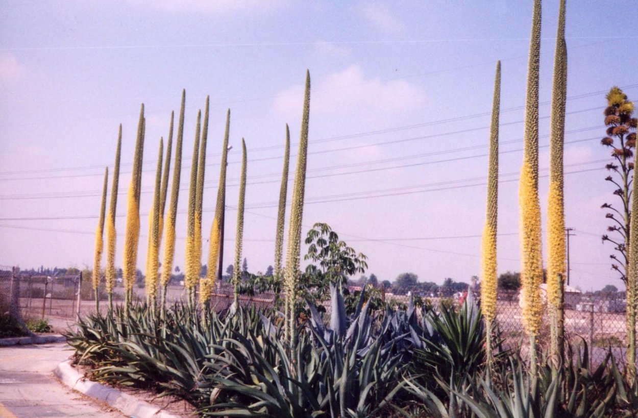 Агава цветет раз в жизни