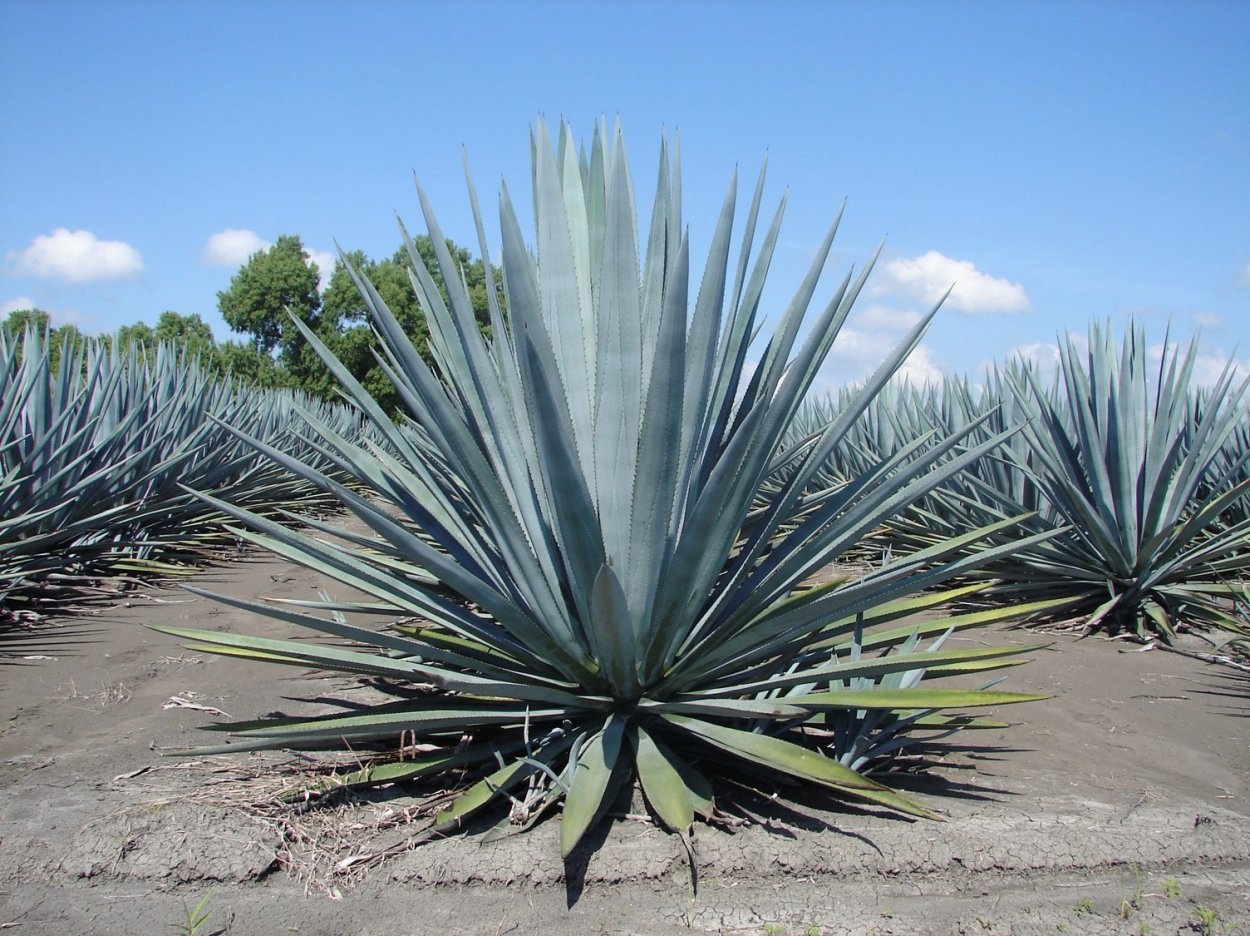 Agave tequilana Weber