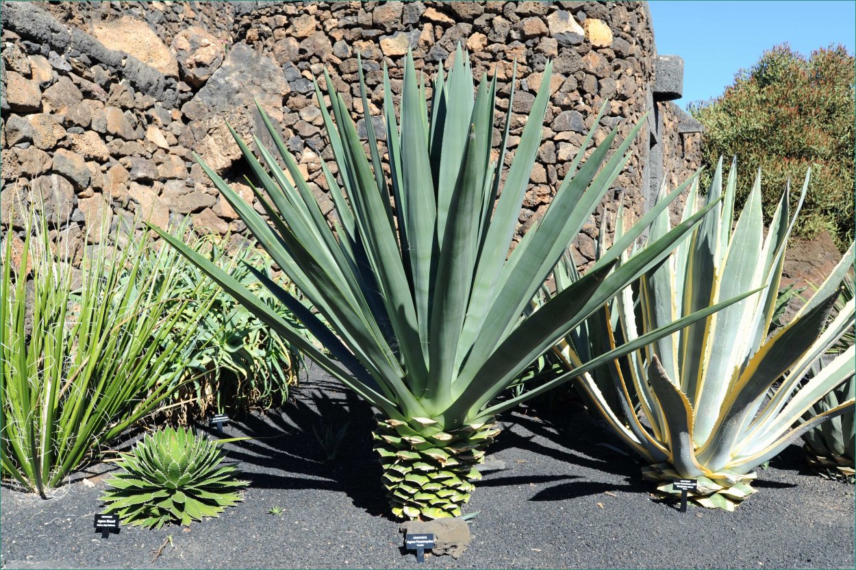 Суккулент Агава голубая