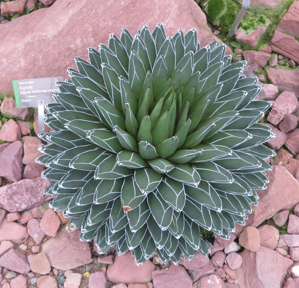 Агава голубая