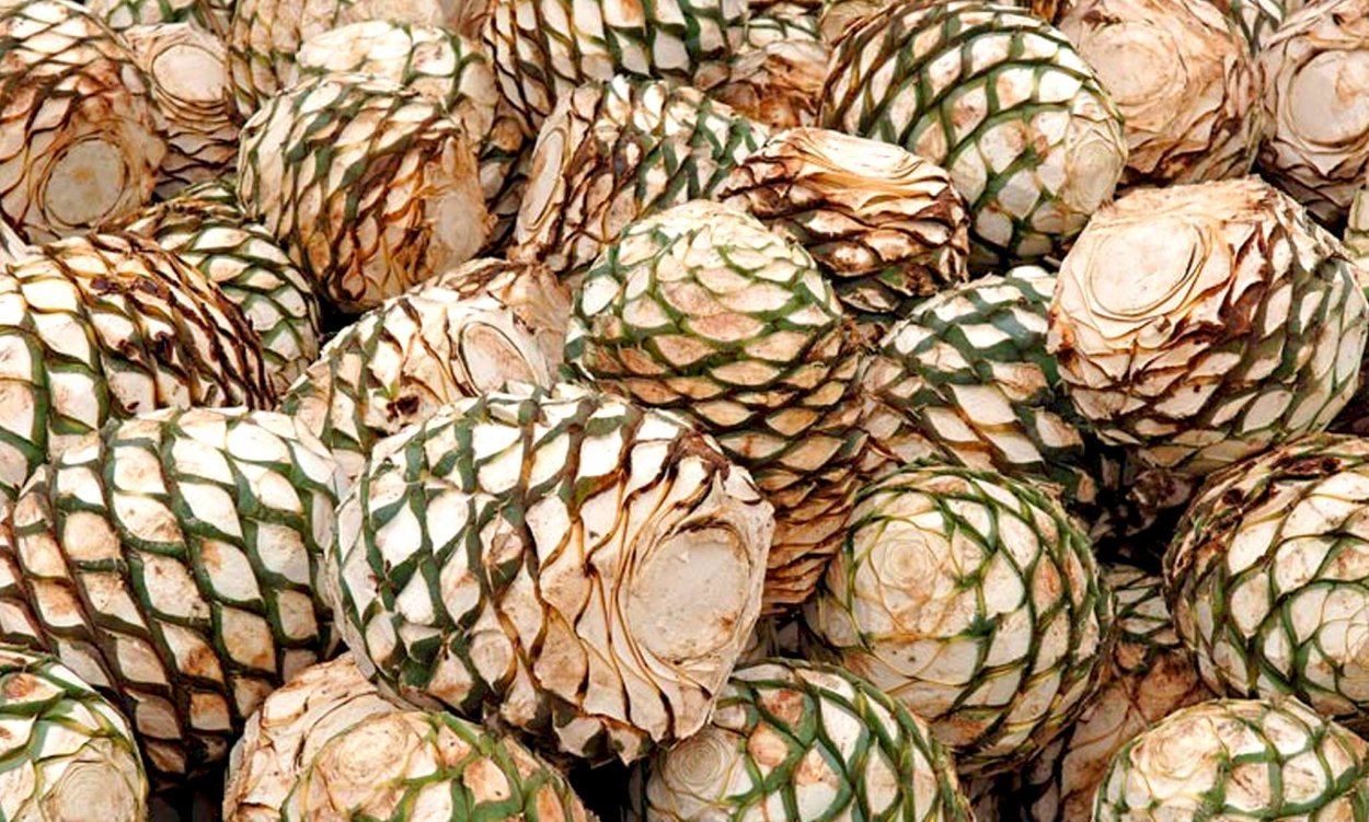 Голубая Агава плод