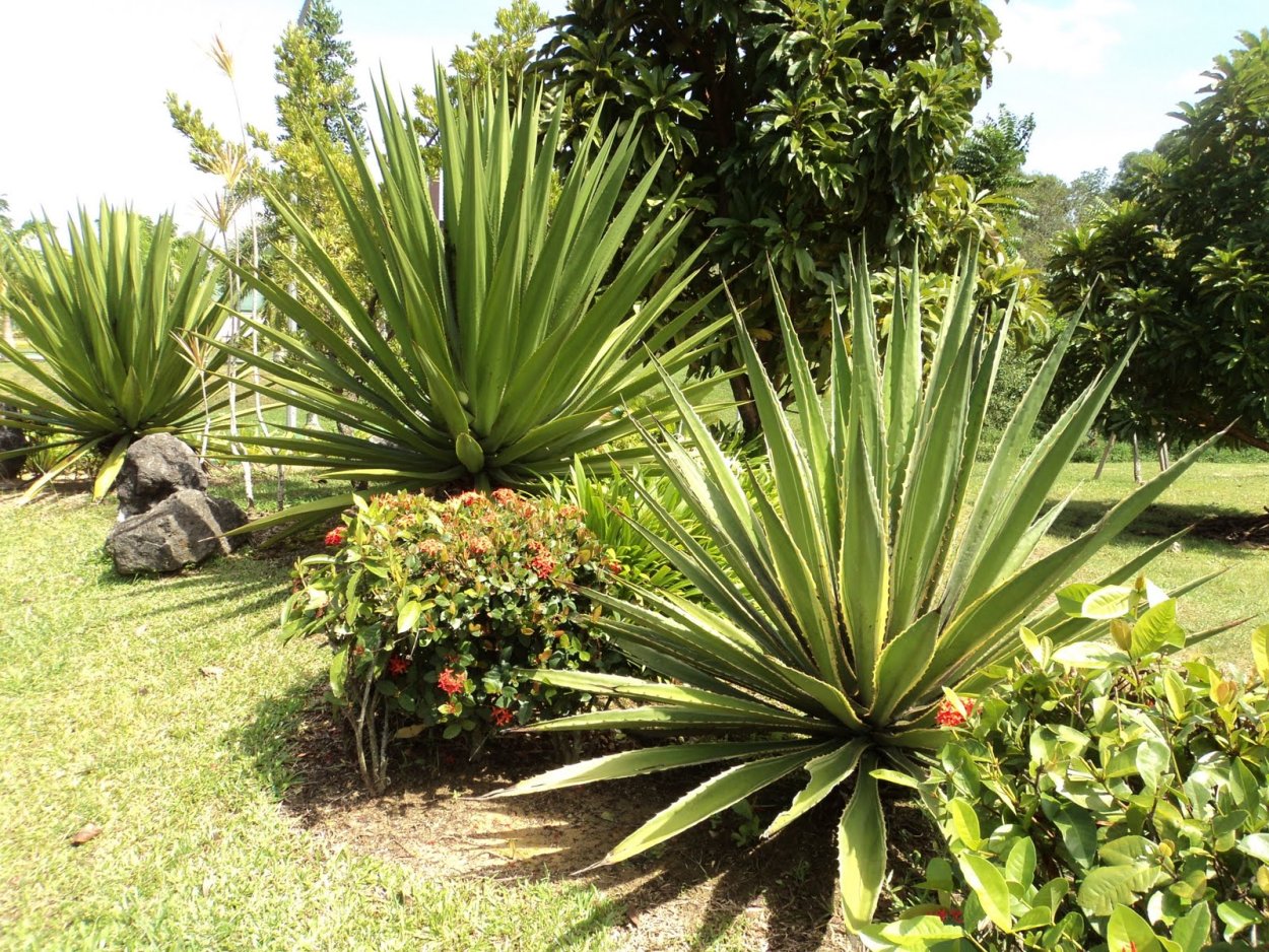 Агава Северной Америки