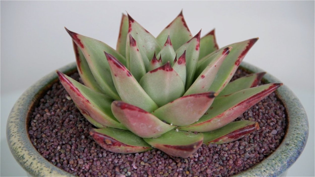 Echeveria Agavoides 'ebony'