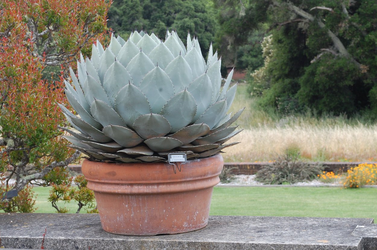 Агава Овериг