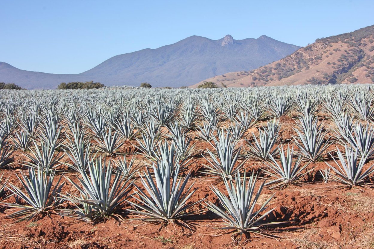Плантация Агавы