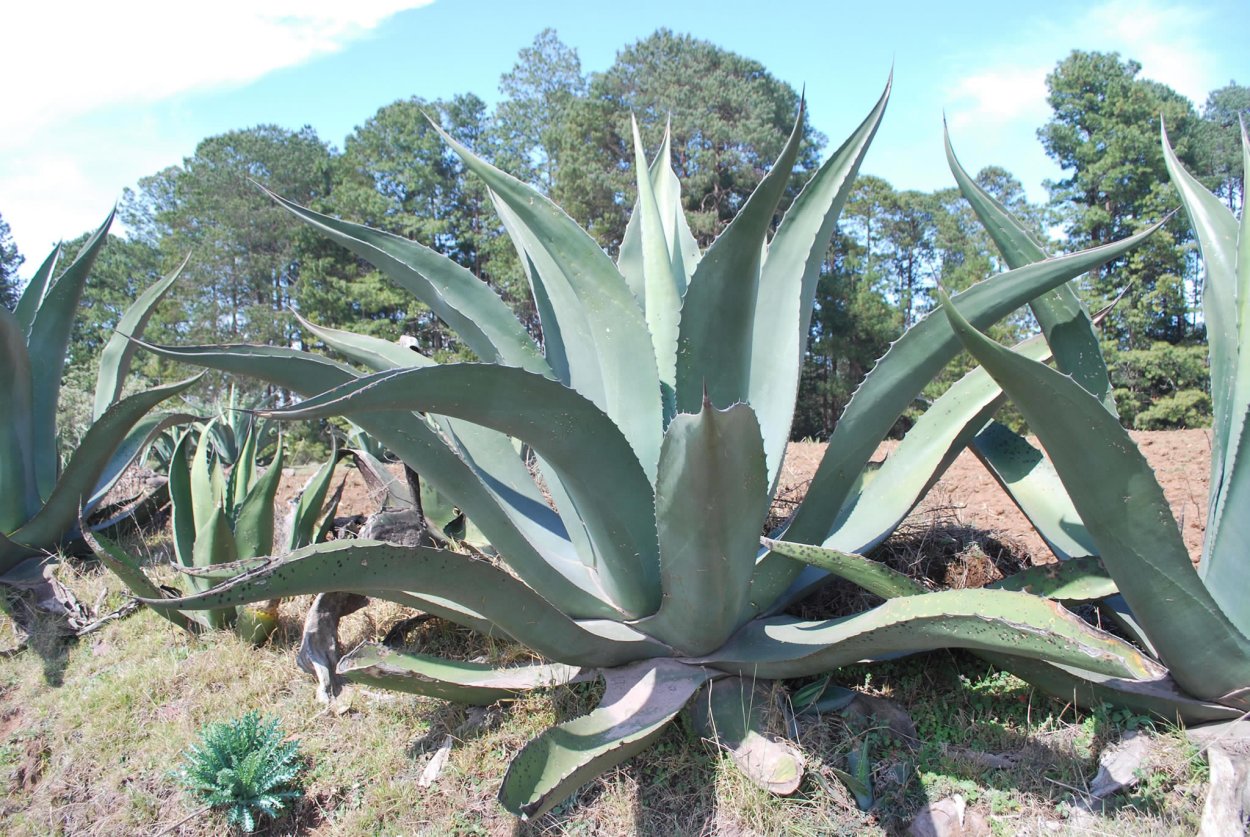 Агава Вьетнам