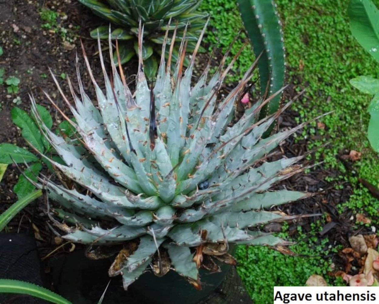 Agave utahensis (Агава)