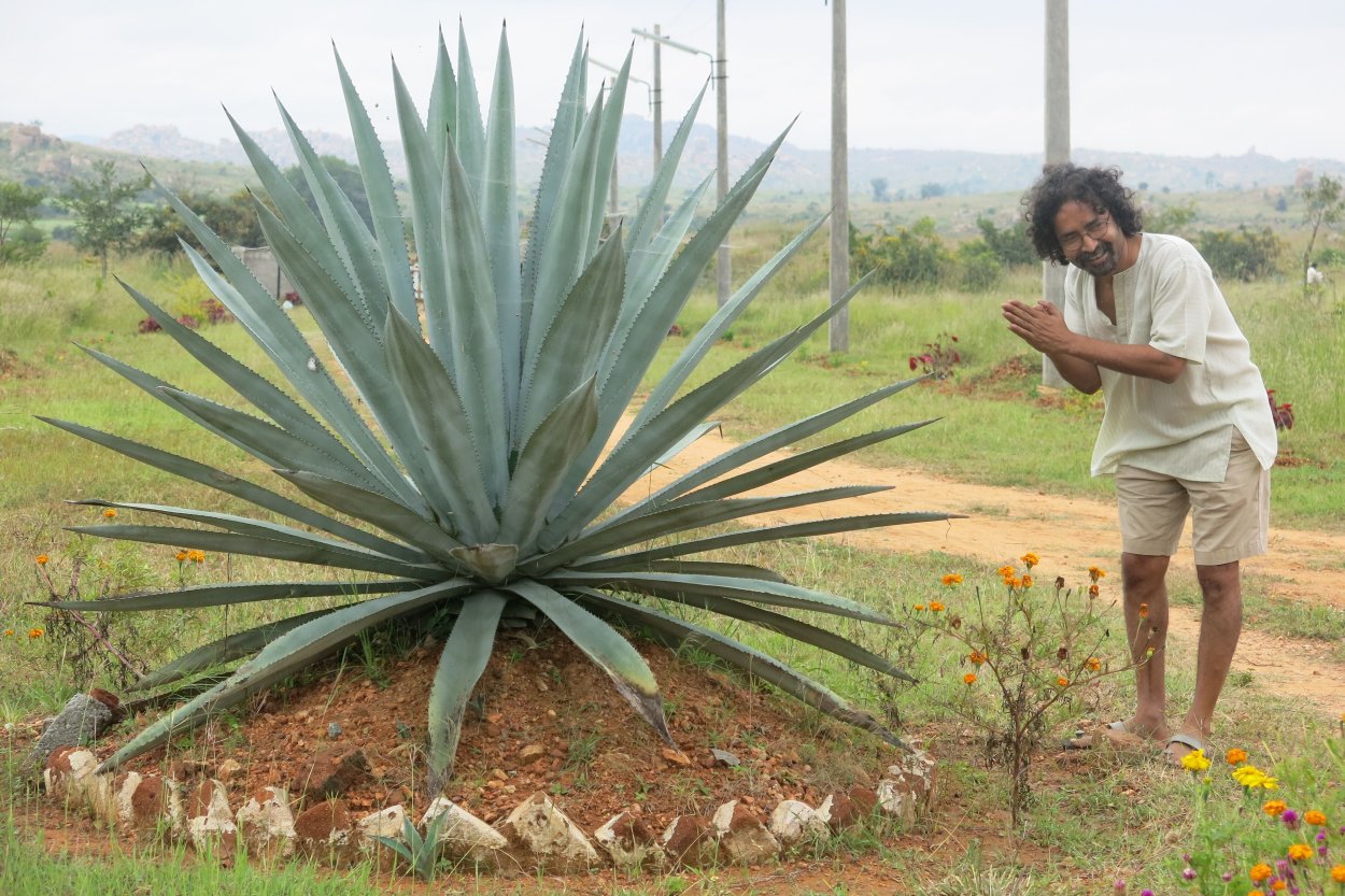 Голубая Агава Ацтеки