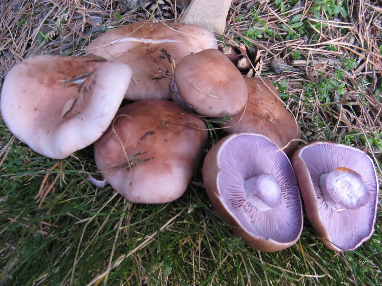 Синеножка Луговая