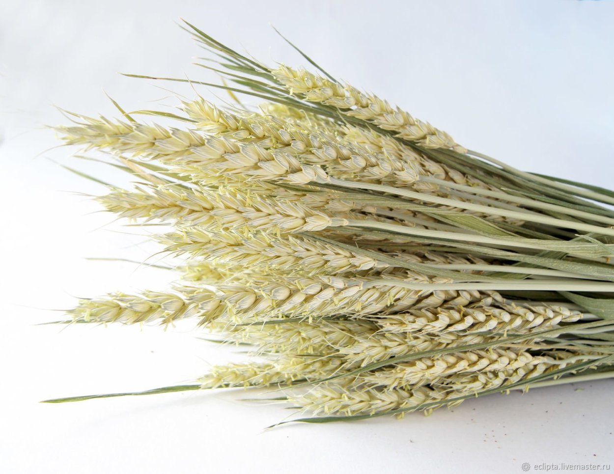 Сухоцветы колоски