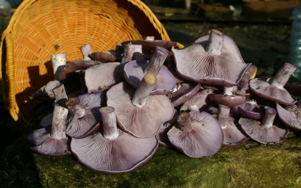 Паутинник лиловый