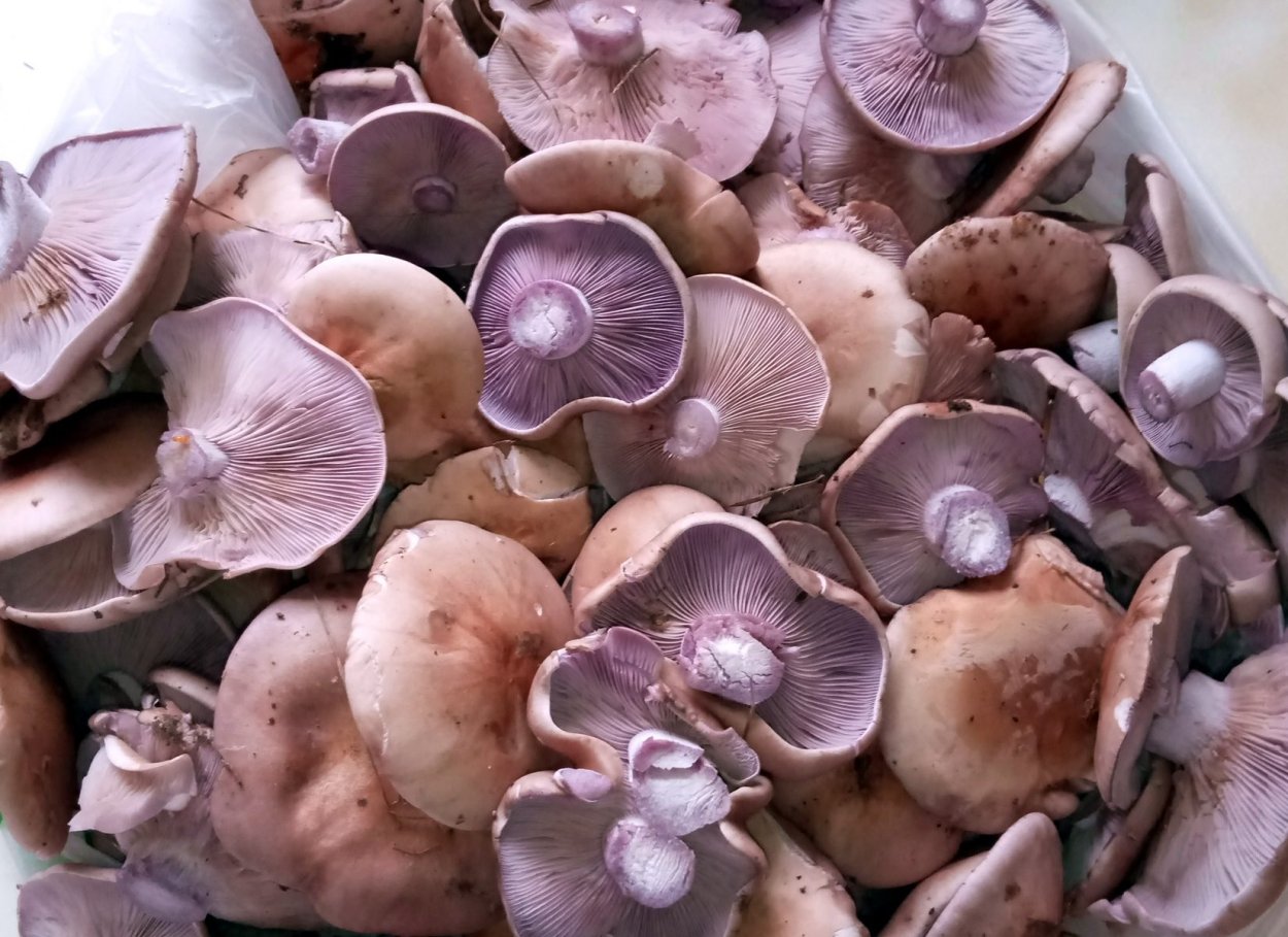 Синеножка гриб около Таганрога