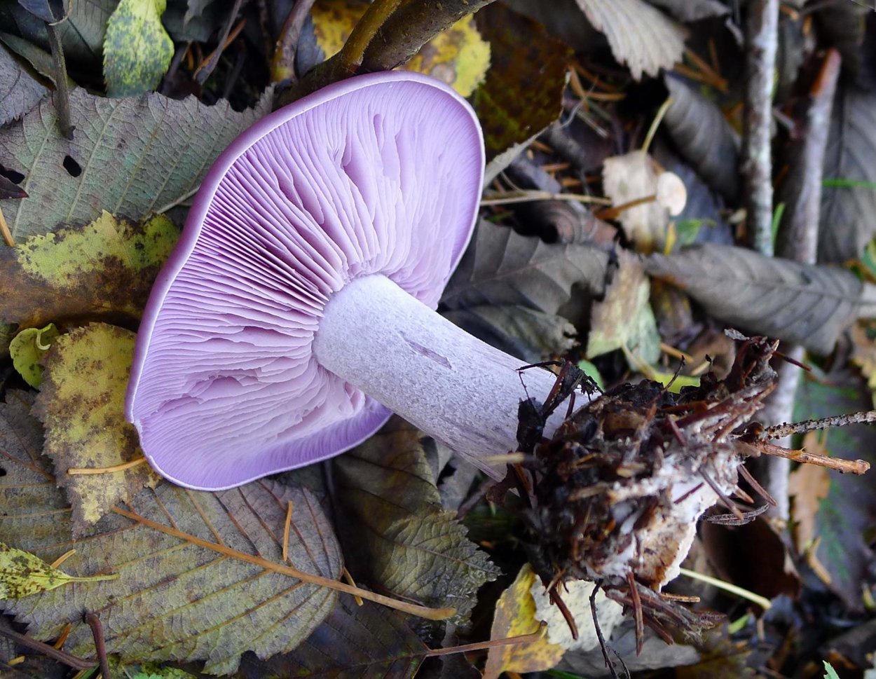 Леписта лиловоногая (синеножка)