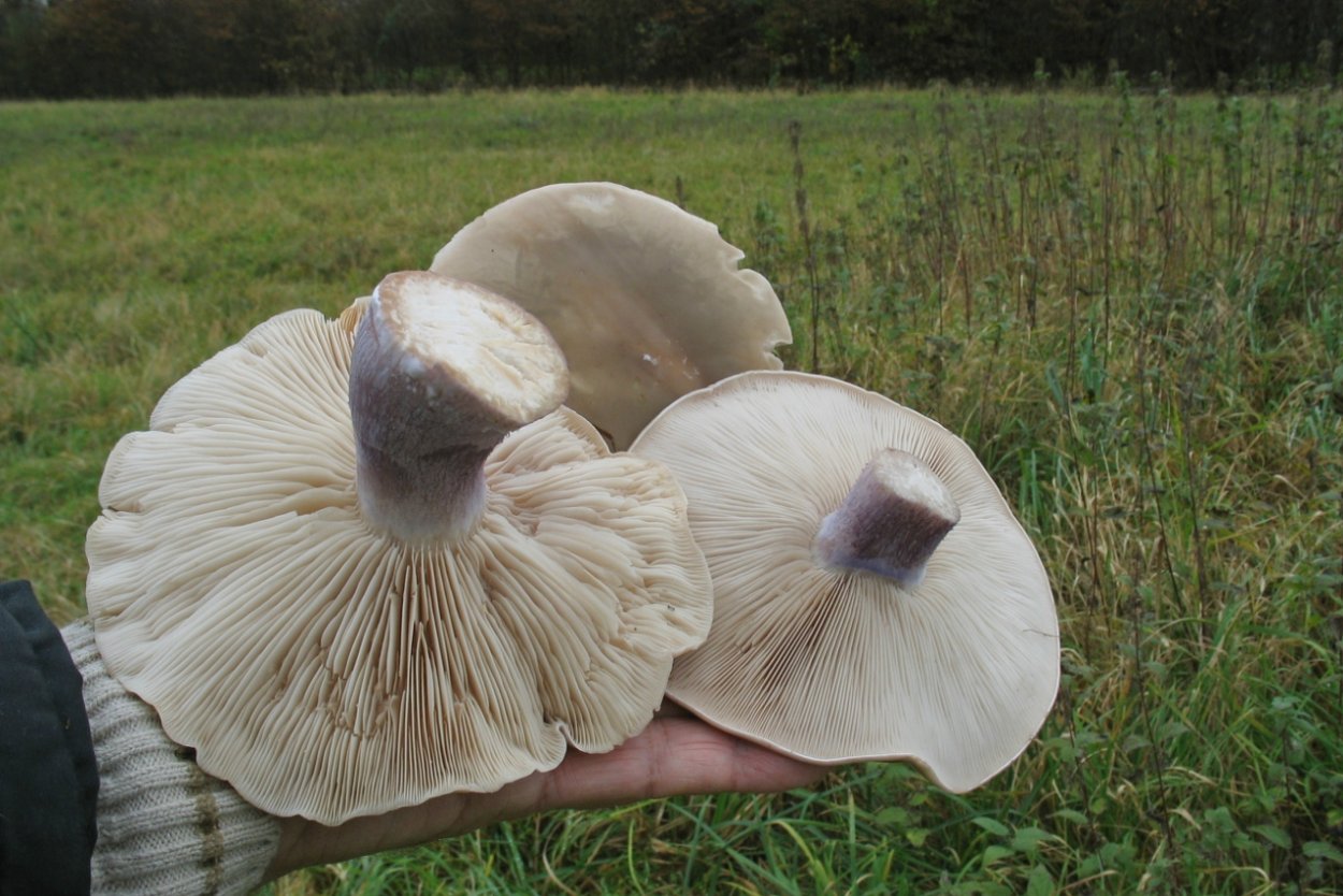 Синие шампиньоны