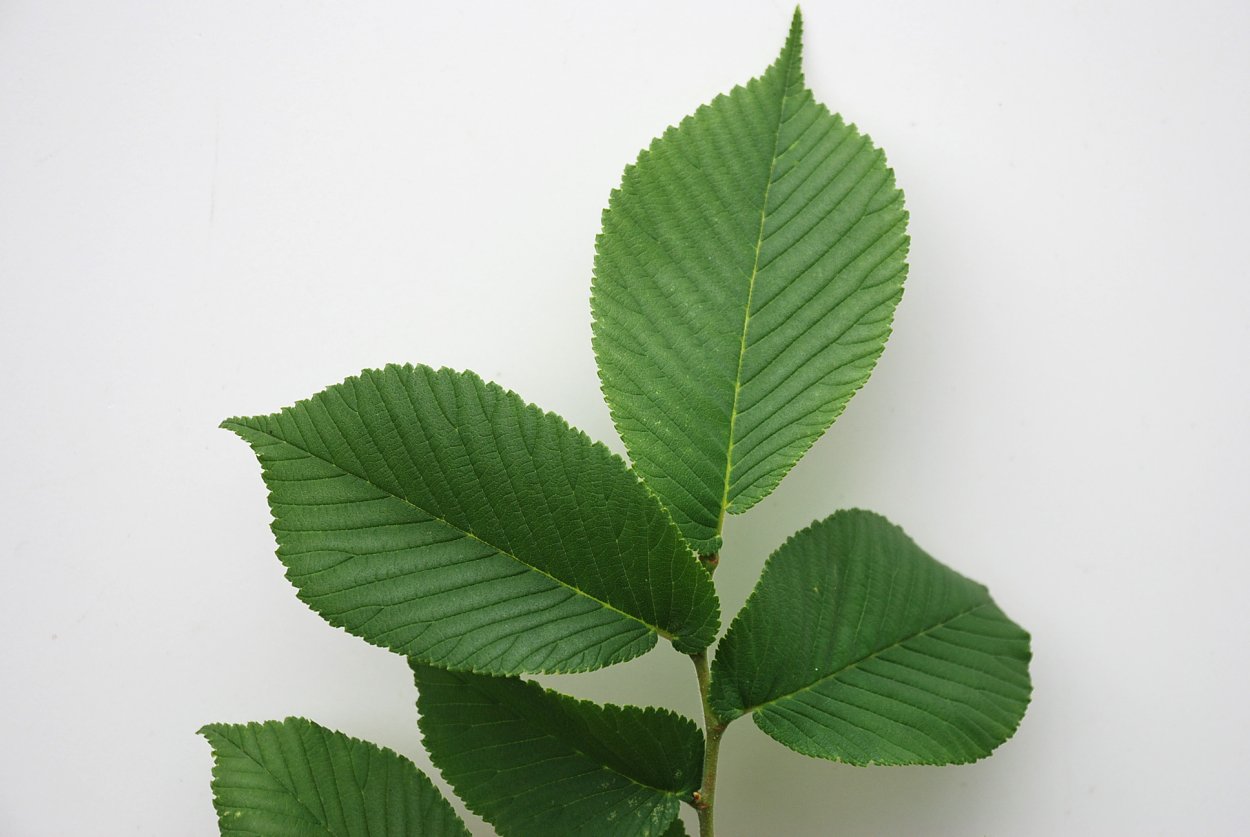 Ulmus glabra