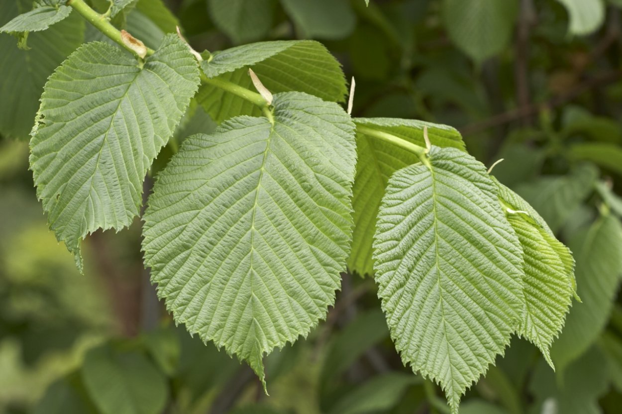 Ulmus glabra лист