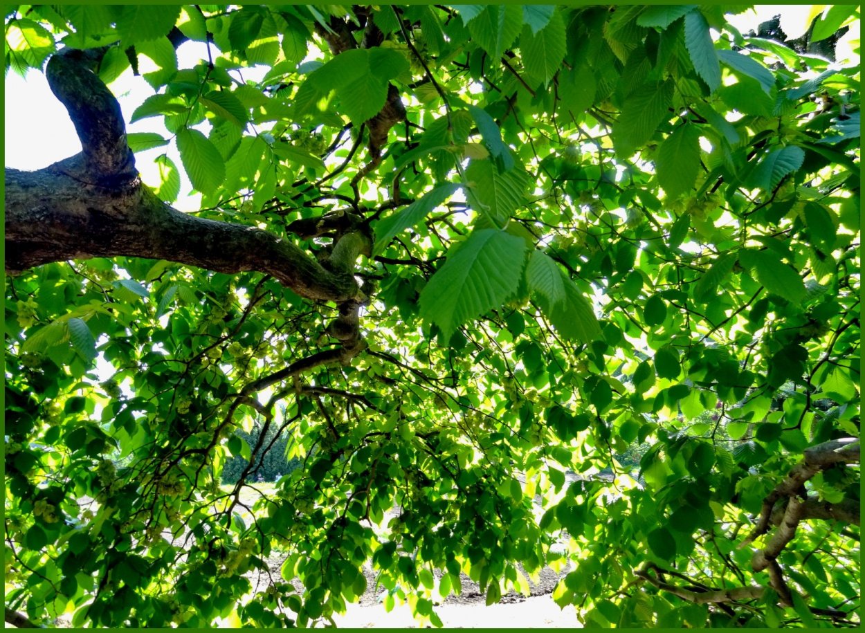 Ильм вяз дерево