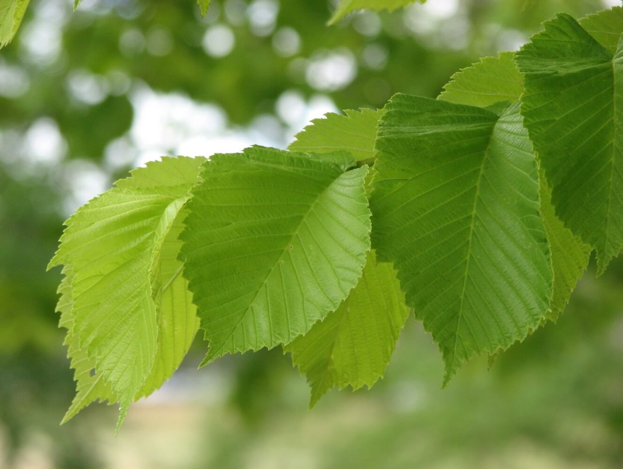 Вяз шершавый (Ulmus glabra)