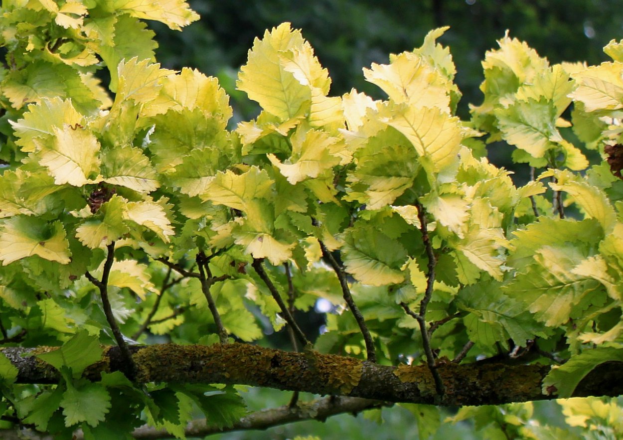 Вяз граболистный (Ulmus suberosa)