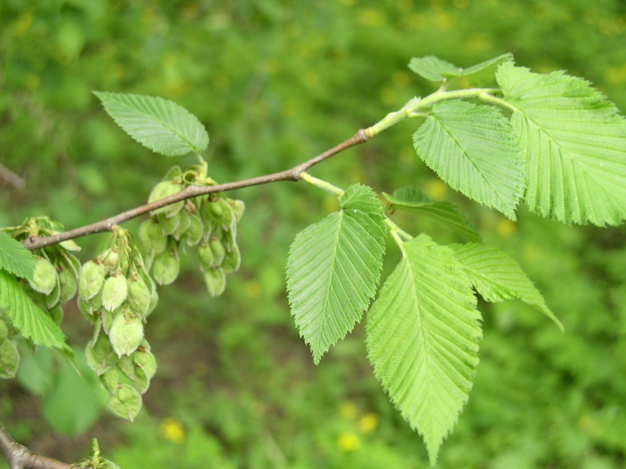 Вяз граболистный (Ulmus suberosa)