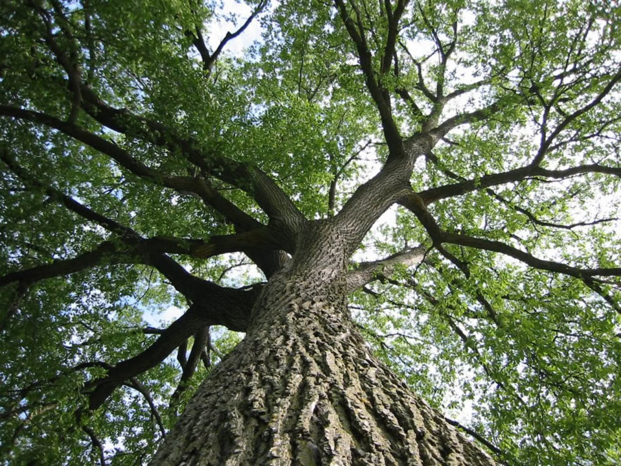 Карагач дерево