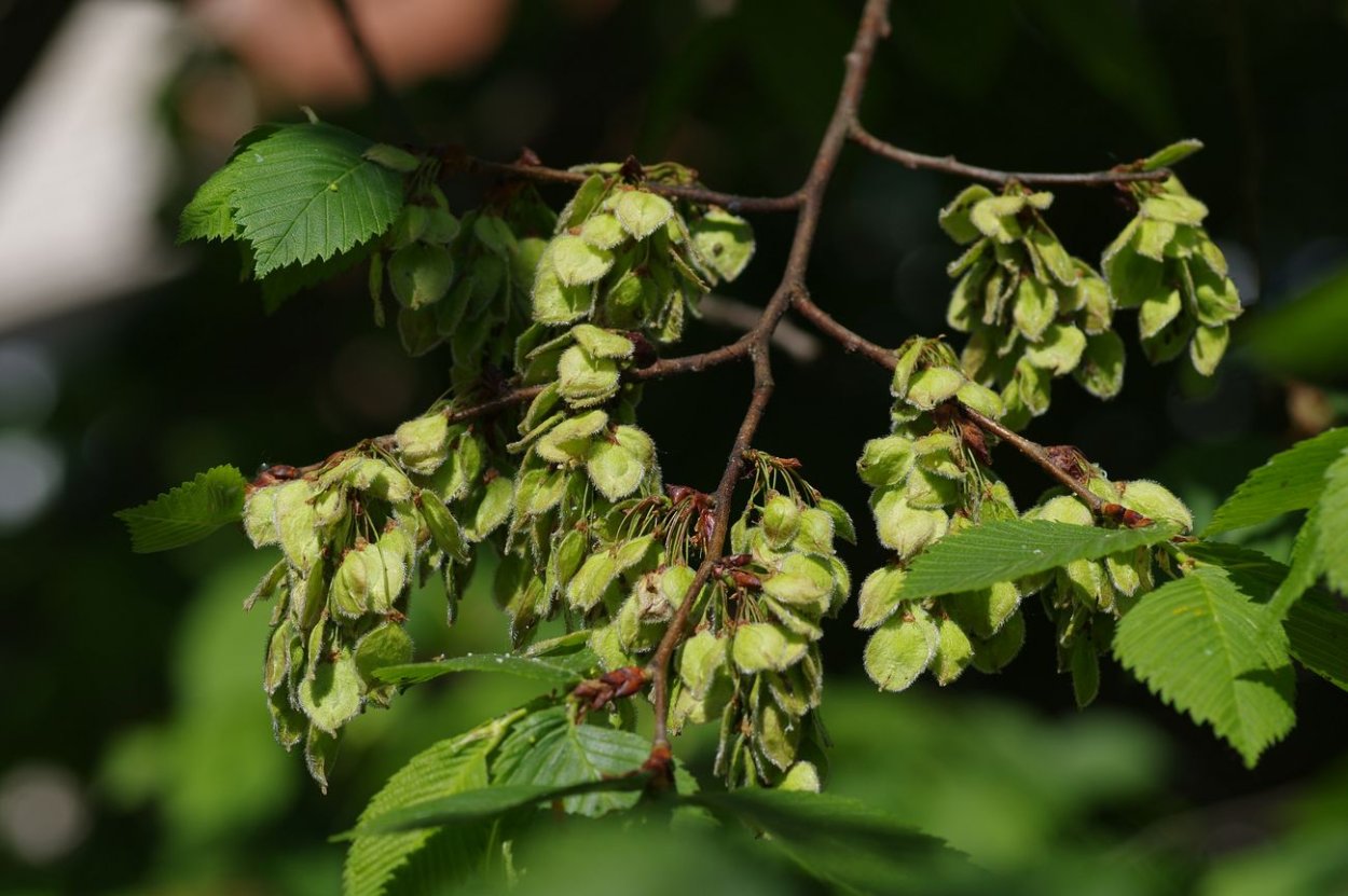 Вяз гладкий Ulmus laevis Pall