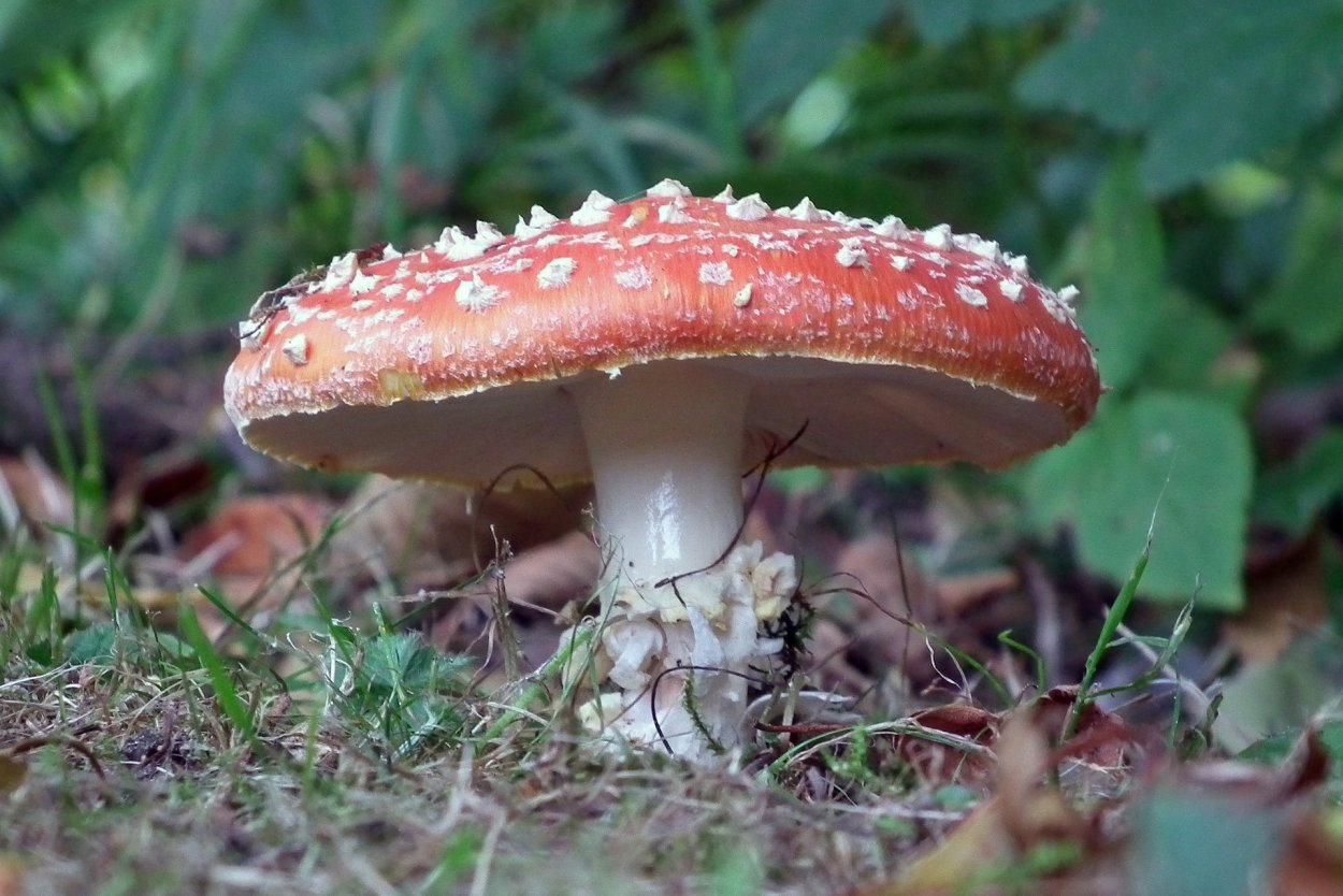 Toadstool Fly agaric