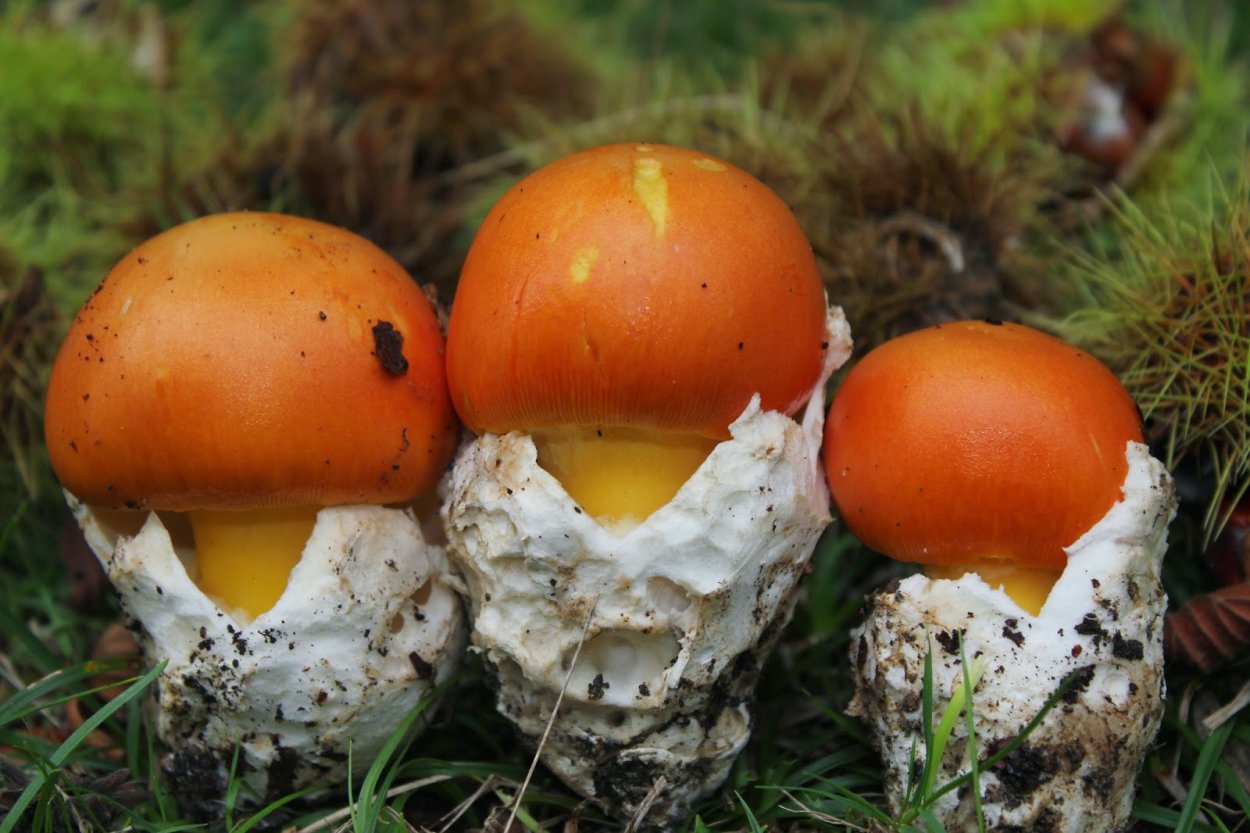 Amanita rubescens мухомор краснеющий