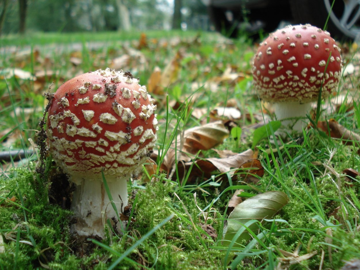 Agaricus muscarius — красный мухомор