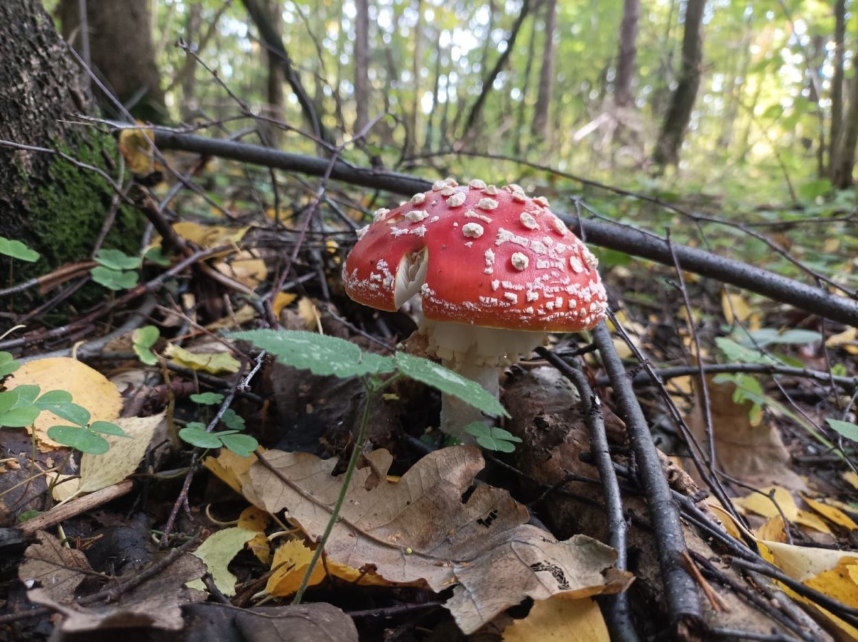 Королевский гриб Приморского края